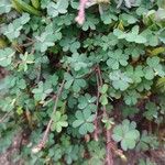 Oxalis exilis Hoja