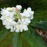 Rhododendron glanduliferum Flor