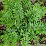 Polystichum polyblepharum Hoja
