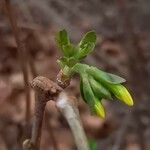Ribes aureum പുഷ്പം