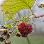 Rubus idaeus Плод