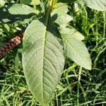 Phytolacca americana Hostoa