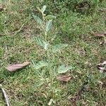 Waltheria indica Habit