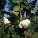 Magnolia globosa Virág