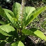 Phytolacca acinosa Folio