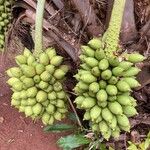 Attalea phalerata Flower