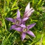 Gentianella germanica Fleur