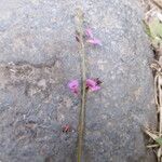 Alysicarpus vaginalis Flower