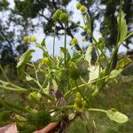 Ranunculus ophioglossifolius Habit