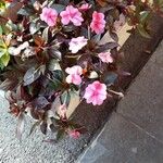 Impatiens hawkeri Кветка