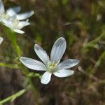 Ornithogalum gussonei Flor