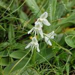 Bhutanthera himalayana Virág