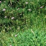 Scabiosa corsica आदत