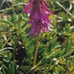 Hedysarum hedysaroides Flor
