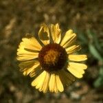Gaillardia pinnatifida Floare
