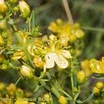 Hypericum hyssopifolium Други