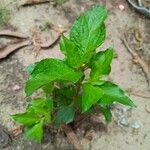 Synedrella nodiflora Blatt