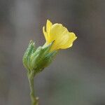 Linum trigynum Fiore