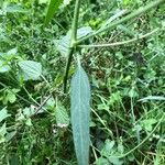 Atriplex patula Levél