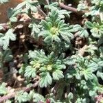 Verbena microphylla