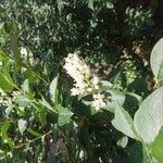 Ligustrum vulgareКветка