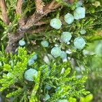 Juniperus virginiana 果實