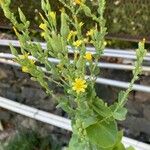 Lactuca sativa ফুল