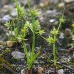 Cyperus squarrosus Habitus