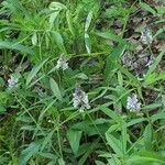 Desmodium canadense Yeri