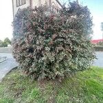 Cotoneaster franchetii Характер