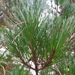 Pinus radiata List