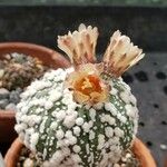 Astrophytum asterias Flower