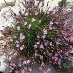 Dianthus subacaulis Habitus