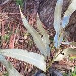 Eucalyptus viminalis Hoja