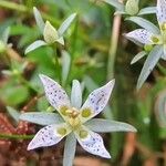 Swertia angustifolia Flower