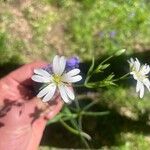 Stellaria palustris Flors