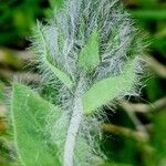 Hieracium villosum Flower