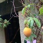 Passiflora caerulea Frucht