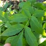 Sambucus nigra Leaf