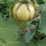 Solanum aethiopicum Frukt