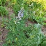 Lupinus argenteus Leaf