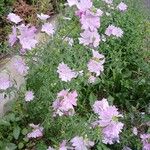 Malva alcea Habit