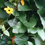 Thunbergia alata आदत