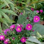 Symphyotrichum novi-belgii Habitus