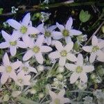 Arenaria ciliata Flor