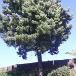 Pinus canariensis List