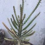 Euphorbia excelsa Leaf