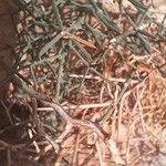 Asparagus horridus Кора