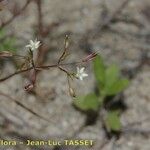 Sabulina tenuifolia Çiçek