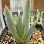 Aloe claviflora ശീലം